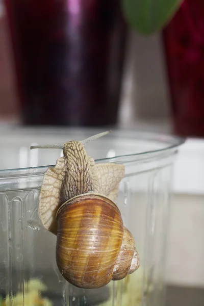 Caracóis Uva Borda Terrário Imagem Close — Fotografia de Stock