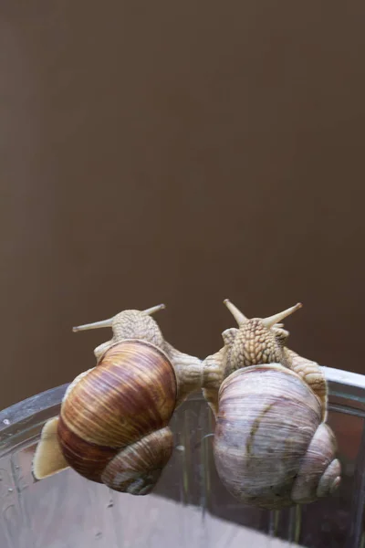 Caracóis Uva Borda Terrário Imagem Close — Fotografia de Stock