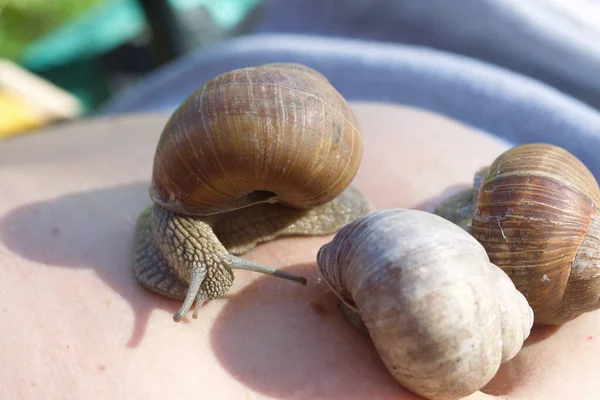 Caracóis Uva Estão Rastejar Sobre Barriga Uma Mulher Imagem Close — Fotografia de Stock