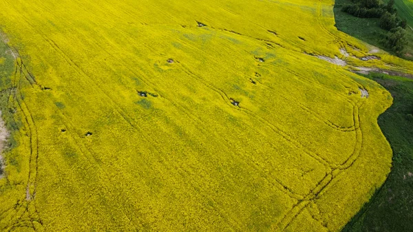 Een Verdomd Koolzaadveld Landbouwgebieden Rand Met Het Graanveld Zichtbaar Luchtfotografie — Stockfoto