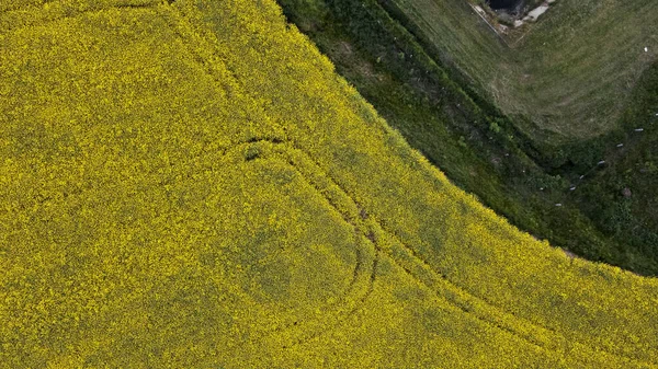 Een Verdomd Koolzaadveld Landbouwgebieden Gele Bloemen Zijn Zichtbaar Luchtfotografie — Stockfoto