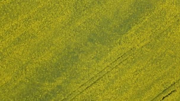 Volando sobre un campo de colza con flores amarillas florecientes. Fotografía aérea. — Vídeo de stock