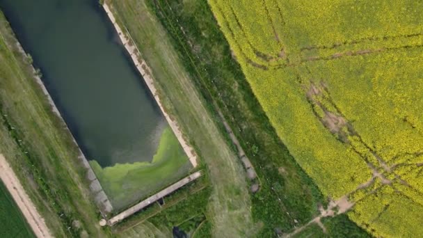 Staw widoczny jest na skraju pola. Kwitnące pole rzepaku. Pola uprawne. Żółte kwiaty są widoczne. Nagrania wideo z powietrza. — Wideo stockowe