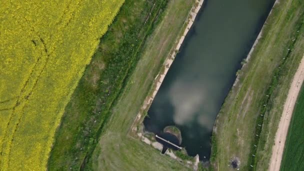 Uma lagoa é visível na borda do campo. Campo de colza em flor. Campos agrícolas. Flores amarelas são visíveis. Videografia aérea — Vídeo de Stock