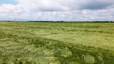 Fırtına ve dolu üstüne mısır gevreği. Olgunlaşmış çavdar. Kötü havadan muzdarip. Hava fotoğrafçılığı