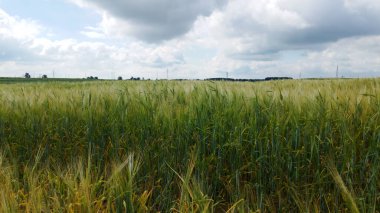 Fırtına ve dolu üstüne mısır gevreği. Olgunlaşmış çavdar. Kötü havadan muzdarip. Hava fotoğrafçılığı