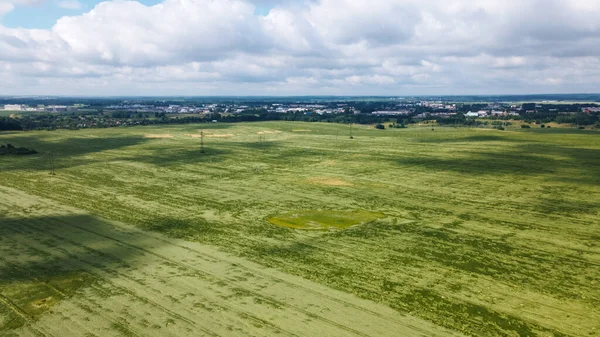 Cereales Alojados Después Tormenta Granizo Centeno Maduración Sufrido Mal Tiempo — Foto de Stock