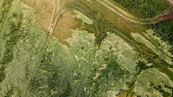 Graan Storm Hagel Rijpt Rogge Heeft Last Van Slecht Weer — Stockfoto