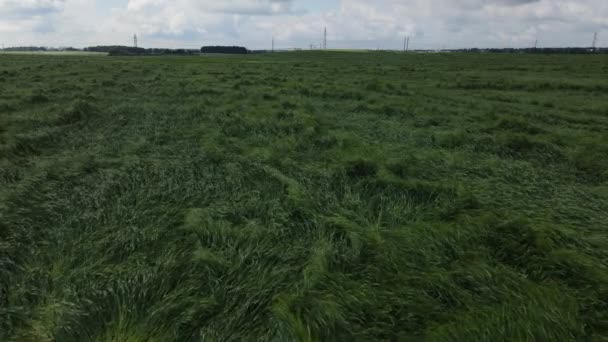 Getreide nach Sturm und Hagel. Reifer Roggen. Hat unter schlechtem Wetter gelitten. Flug über Feldfrüchte in niedriger Höhe. Luftaufnahmen — Stockvideo