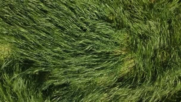 Lodged cereals after storm and hail. Ripening rye. Has suffered from bad weather. The drone hovers over crops. Aerial photography. — Stock Video