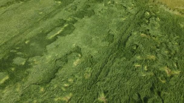 Cereales alojados después de tormenta y granizo. Centeno en maduración. Ha sufrido de mal tiempo. Fotografía aérea — Vídeos de Stock