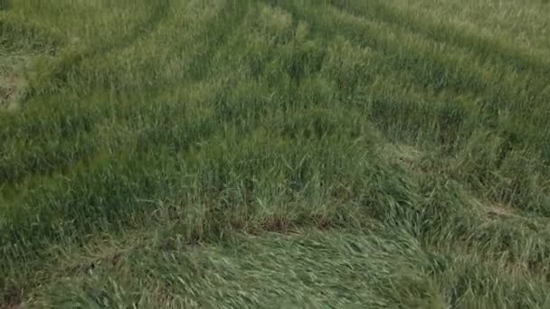 Lodged cereals after storm and hail. Ripening rye. Has suffered from bad weather. Flight over crops at low altitude. Aerial photography — Stock Video