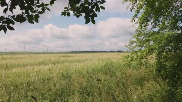 Lodged cereals after storm and hail. Ripening rye. Has suffered from bad weather. Flight over crops at low altitude. Aerial photography... — Stock Video