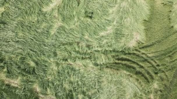 Cereales alojados después de tormenta y granizo. Centeno en maduración. Ha sufrido de mal tiempo. Fotografía aérea — Vídeos de Stock