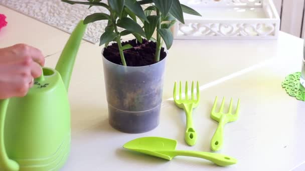 Una mujer hace una transferencia de un lirio creciendo en una maceta. Riego de una regadera. Cerca de la mesa hay herramientas para la jardinería y la floricultura — Vídeo de stock