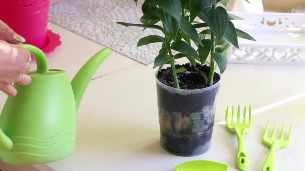 Una mujer hace una transferencia de un lirio creciendo en una maceta. Riego de leucocitos. Cerca de la mesa hay herramientas para la jardinería y la floricultura. — Vídeos de Stock