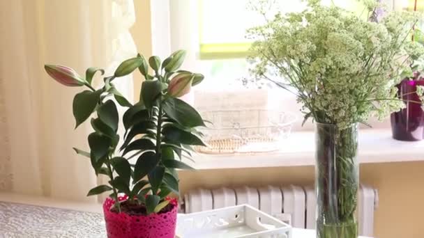 Manejando un lirio creciendo en una maceta. Cerca de la mesa hay tierra de flores, herramientas para la jardinería y la floricultura. Retroiluminado desde la ventana — Vídeos de Stock