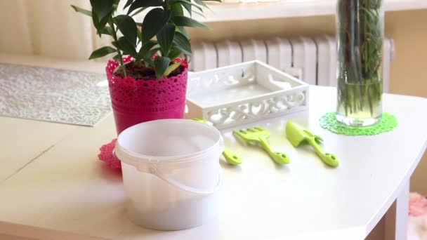 Manejando un lirio creciendo en una maceta. Cerca de la mesa hay tierra de flores, herramientas para la jardinería y la floricultura. Retroiluminado desde la ventana. — Vídeos de Stock