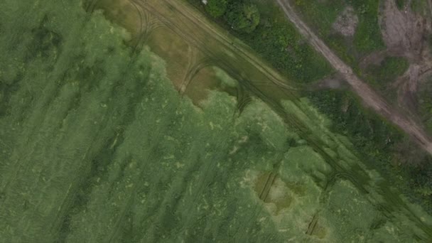 Céréales après la tempête et la grêle. Seigle mûrissant. A souffert de mauvais temps. Le drone plane sur les cultures. Photographie aérienne — Video