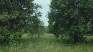 Ağaçlar ve dallar arasındaki parkta uçmak. Yaz manzarası. Hava fotoğrafçılığı.