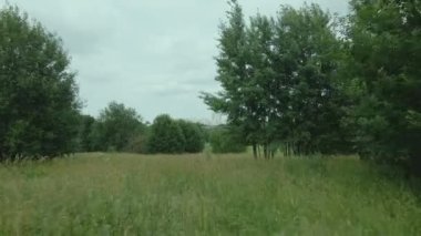 Ağaçlar ve dallar arasındaki parkta uçmak. Yaz manzarası. Hava fotoğrafçılığı.