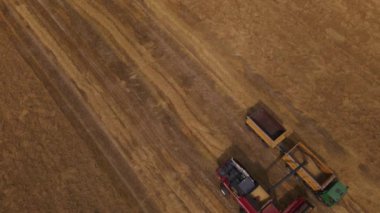 Tahıl hasadı. Tarlada çalışan hasat makinesini birleştirin. Sığınaktan kamyonete bir tahıl transferi var. Hava fotoğrafçılığı