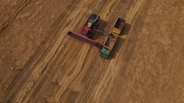 Combiner la moissonneuse sur le terrain. Récolte des grains. Transfert du grain du bunker de la moissonneuse-batteuse au camion. Photographie aérienne.. — Video
