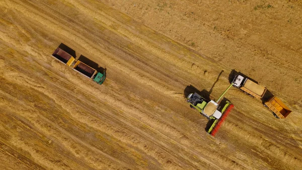 Combineer Oogstmachine Het Veld Graanoogst Overdracht Van Graan Van Bunker — Stockfoto