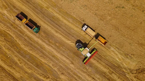 Combineer Oogstmachine Het Veld Graanoogst Overdracht Van Graan Van Bunker — Stockfoto