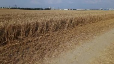 Olgun tahıl tarlası. Altın kulaklı bir halı görünür. Hava fotoğrafçılığı.