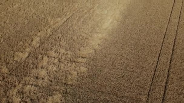 Спелое зерновое поле. Виден ковёр из золотых ушей. Аэрофотосъемка.. — стоковое видео