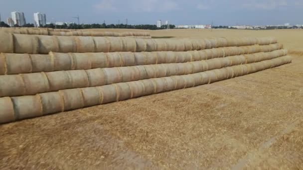 Campo de cereais maduro. Parte do campo foi colhida com uma combinação. A palha é coletada em um rolo e empilhada em uma pirâmide na borda do campo. Fotografia aérea. — Vídeo de Stock