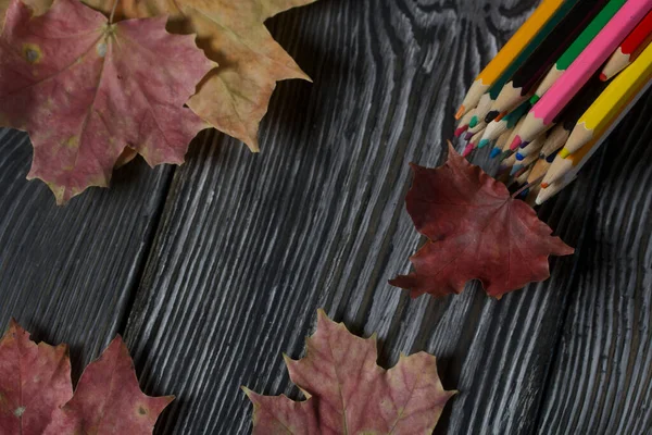 Set Colored Pencils School Lie Pine Boards Nearby Autumn Maple — Stock Photo, Image