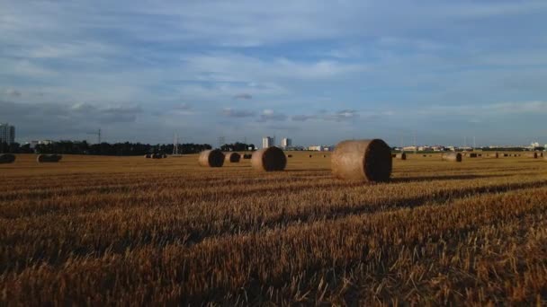 Солома Збирається Тюки Після Збирання Зерна Згорнуті Складені Зібраному Полі — стокове відео