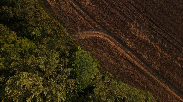 Een Veld Met Rijp Gerst Klaar Voor Oogst Bomen Groeien — Stockfoto