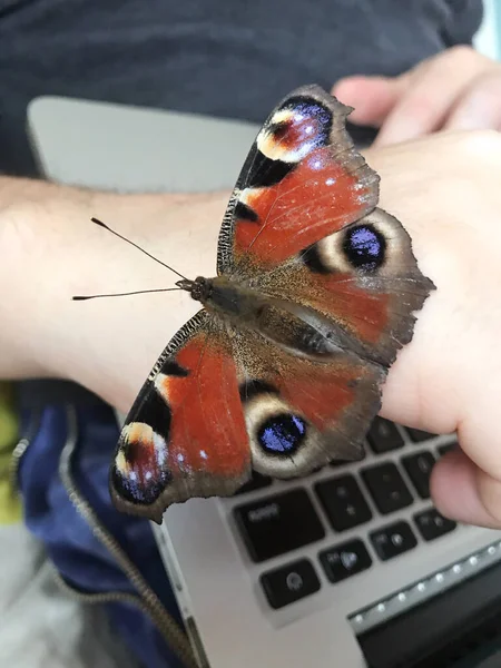 Paw Motyl Siedzi Dłoni Człowieka Który Pracuje Laptopie Strzał Bliska — Zdjęcie stockowe