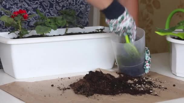 Transferencia de geranios a otra olla. La mujer afloja y compacta el suelo antes de replantar la planta en otra maceta. — Vídeos de Stock