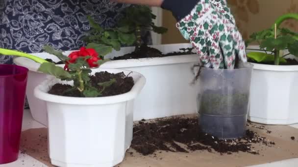 Trasferimento di gerani in un'altra pentola. La donna trapianta la pianta in un altro vaso. Primo piano.. — Video Stock