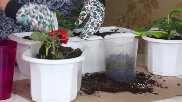 Överföring av pelargoner till en annan gryta. Kvinnan transplanterar plantan till en annan kruka. Lossar upp och packar jorden. — Stockvideo