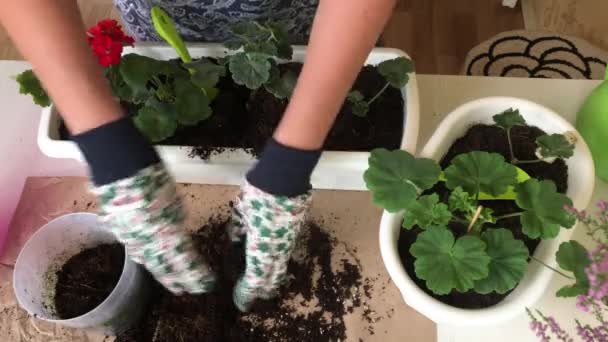 Trasferimento di gerani in un'altra pentola. La donna ispeziona il terreno e la pianta. Girato dall'alto. — Video Stock