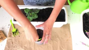 Sardunyaları başka bir kaba aktarın. Kadın bitkiyi başka bir kaba naklediyor. Yukarıdan çekilen