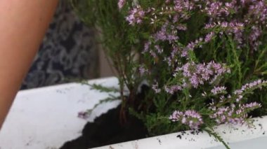 Bir kadın, Heather 'ı bir çömleğe naklediyor. Santralin dallarını kesiyor. Yakın çekim..