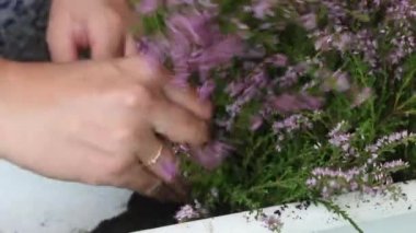 Bir kadın, Heather 'ı bir çömleğe naklediyor. Bitkinin dallarını bir tencereye yerleştirir ve toprak ekler. Yakın çekim..