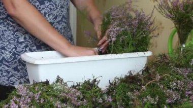 Orman fundalığını bir çömleğe naklediyorum. Kadın bitkinin dallarını ayırıp kesiyor. Onları bir çömlek toprağın içine koyar..