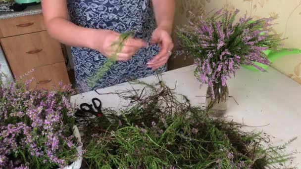 The woman sorts the branches of the forest heather. Gathers them in a bouquet and puts them in a vase — Stock Video