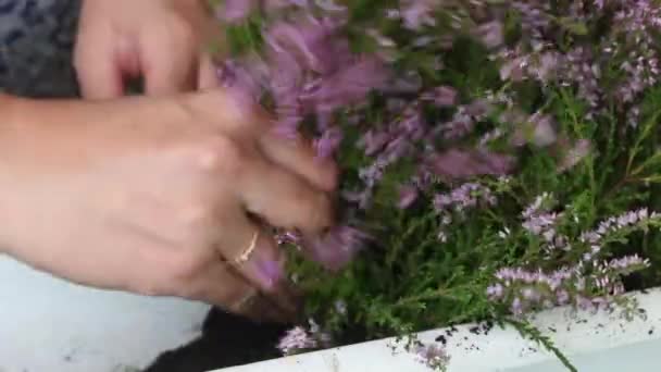 Een vrouw transplanteert bos heide in een pot. Plaatst de takken van de plant in een pot en voegt grond toe. Close-up opname. — Stockvideo