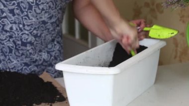 Kadın, Heather nakli için saksıyı ve toprağı hazırlıyor. Yakın çekim..