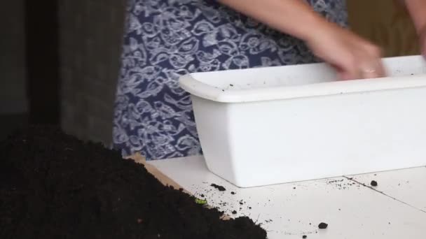 A mulher prepara o pote e o solo para o transplante de urze. Imagem de close-up.. — Vídeo de Stock