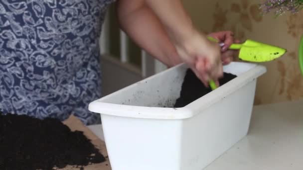 La donna prepara il vaso e il terreno per il trapianto di erica. Primo piano.. — Video Stock