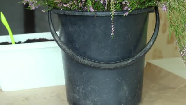 Een grote hoop heide in een emmer voor het potten. Close-up opname — Stockvideo